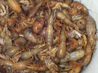 bucketoshrimp.jpg (150485 bytes)