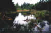 Pond full.jpg (129334 bytes)