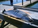 salmon_coho_resort_002.jpg