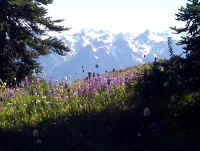 MeadowFlowerswith Mountains.JPG (164637 bytes)