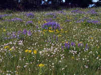 Meadowflowers6.jpg (242535 bytes)