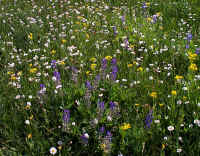 Meadowflowers7.jpg (270161 bytes)