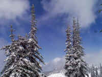 blueskytrees.jpg (190537 bytes)