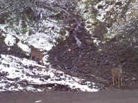 deer in rockcreek.jpg (311287 bytes)