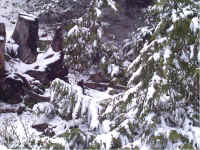 grouse1.jpg (297164 bytes)