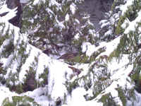 grouse2.jpg (276545 bytes)