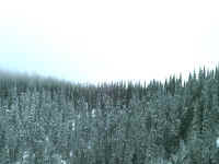 hazed trees.jpg (163145 bytes)