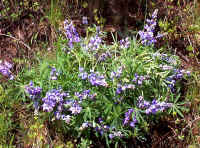 lupin2.jpg (301072 bytes)