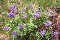 lupins.jpg (275494 bytes)