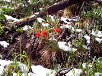 paintbrush2.jpg (327951 bytes)