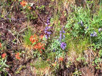 paintbrush and lupin.jpg (415419 bytes)