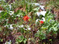 paintbrush in snow.jpg (348837 bytes)
